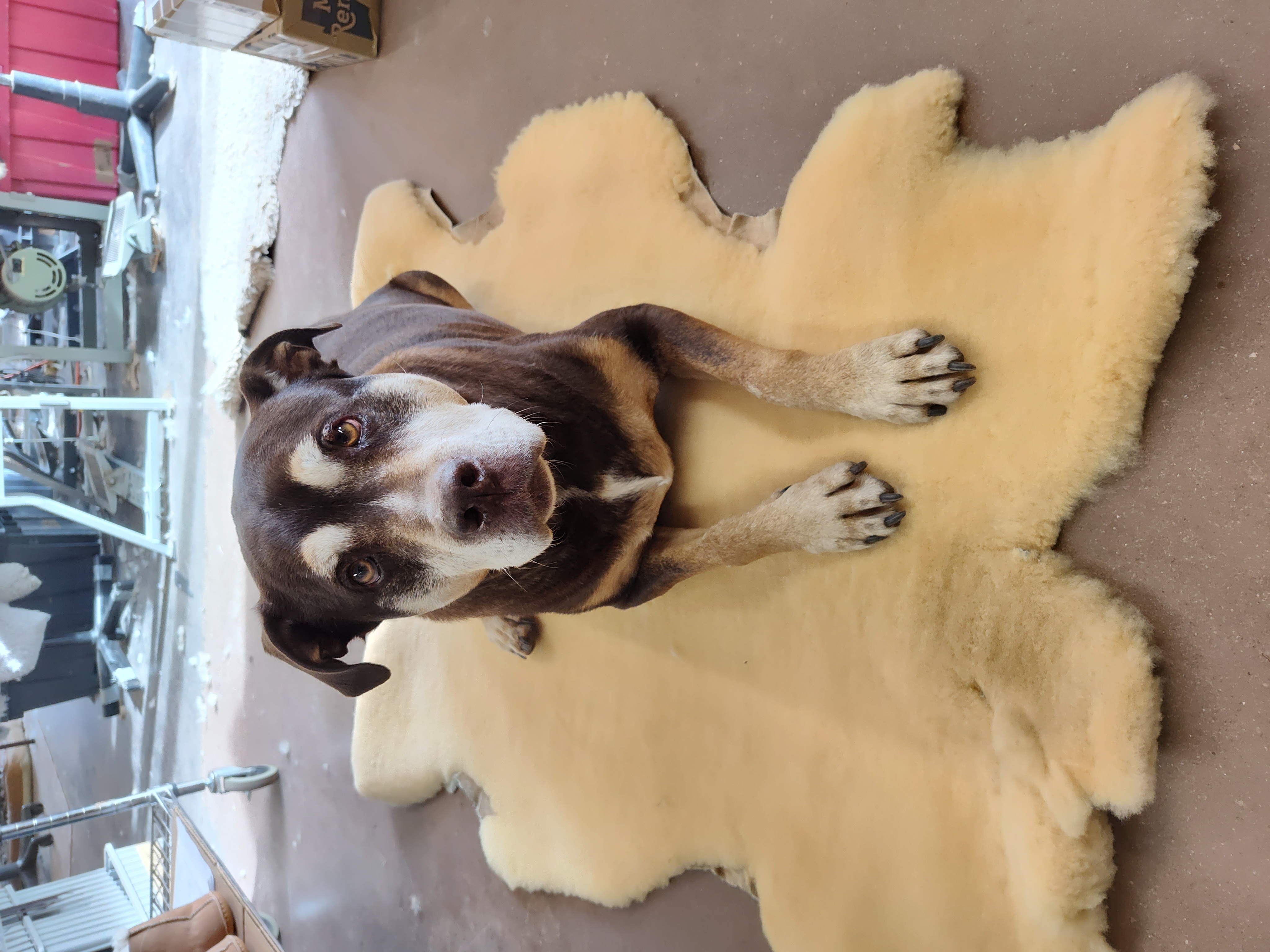 Pet Rug Hides-Pet Rug