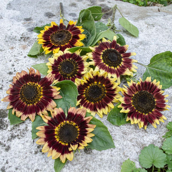 Florenza Sunflower – Pinetree Garden Seeds