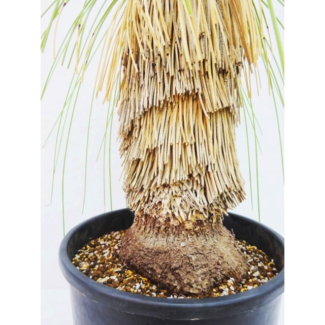 ユッカ ケレタロエンシス Yucca queretaroensis - Special Plants