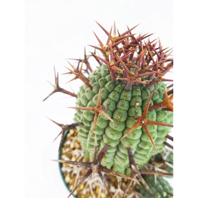 ユーフォルビア 群星冠 Euphorbia stellispina - Special Plants