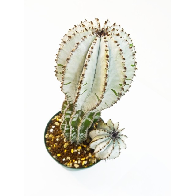 ユーフォルビア ポリゴナ スノーフレーク Euphorbia polygona