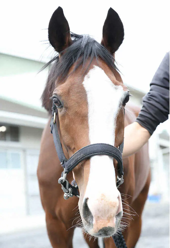 アイドルホース”メロディーレーンが宝塚記念に参戦へ! G1は7回目の