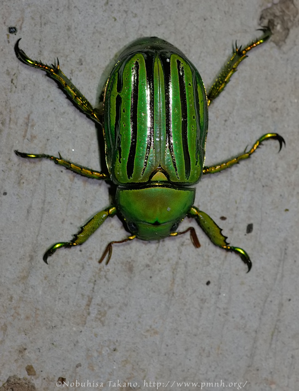 昆虫標本　ウグイスコガネ キンセスジウグイスコガネ (Chrysina gloriosa) - Picture Insect