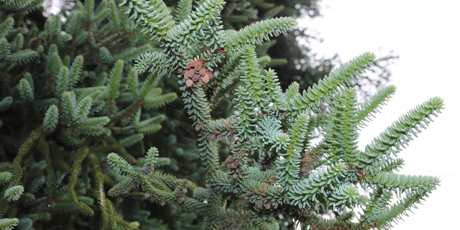 Abies pinsapo | Portland.gov