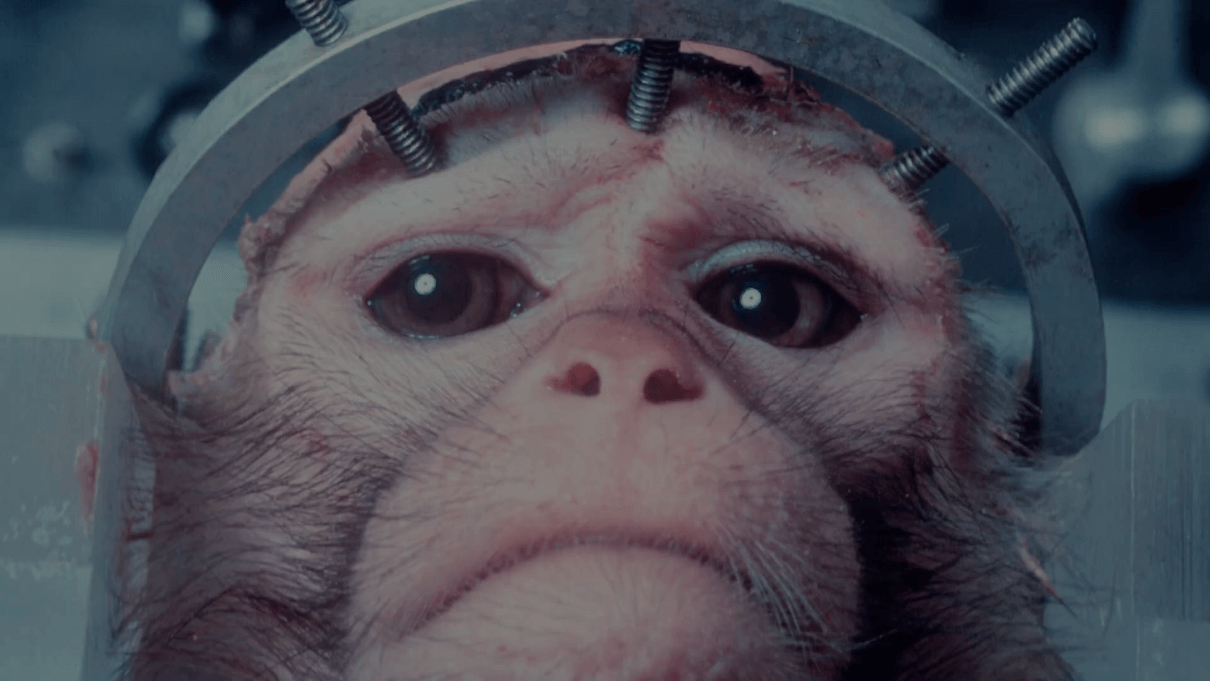 NIH Monkey Brain-Damage Tests Targeted in New PETA Video From