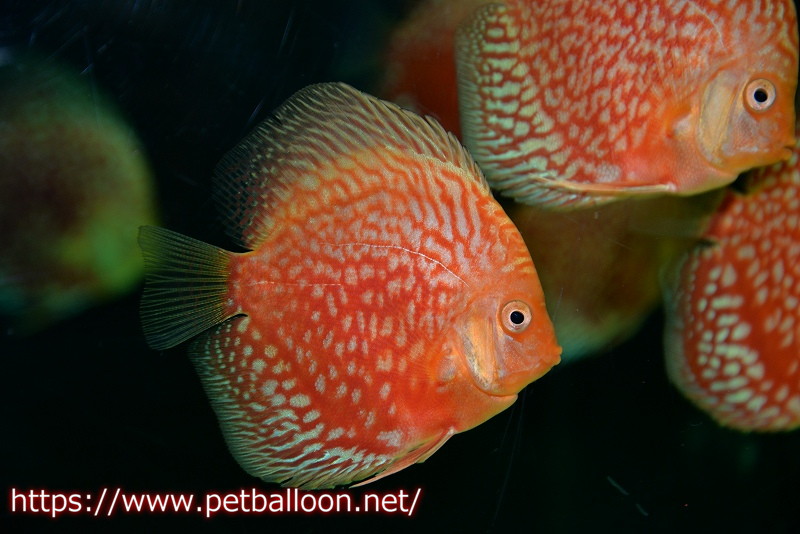 ディスカス】【ディスカス】【通販】スターダストレッド1匹【サンプル