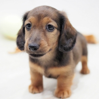 ミニチュアダックスフンド子犬販売レッド／ブラックタン／クリーム