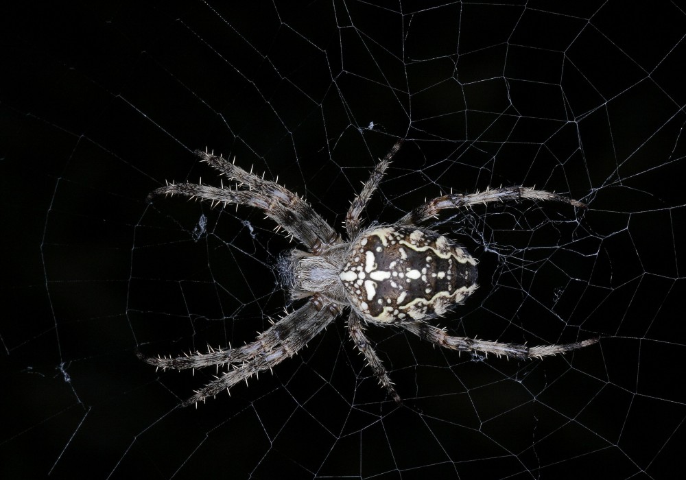 S-M-C/Super Macro-Takumar 50mm F4 Reviews - M42 Screwmount Normal