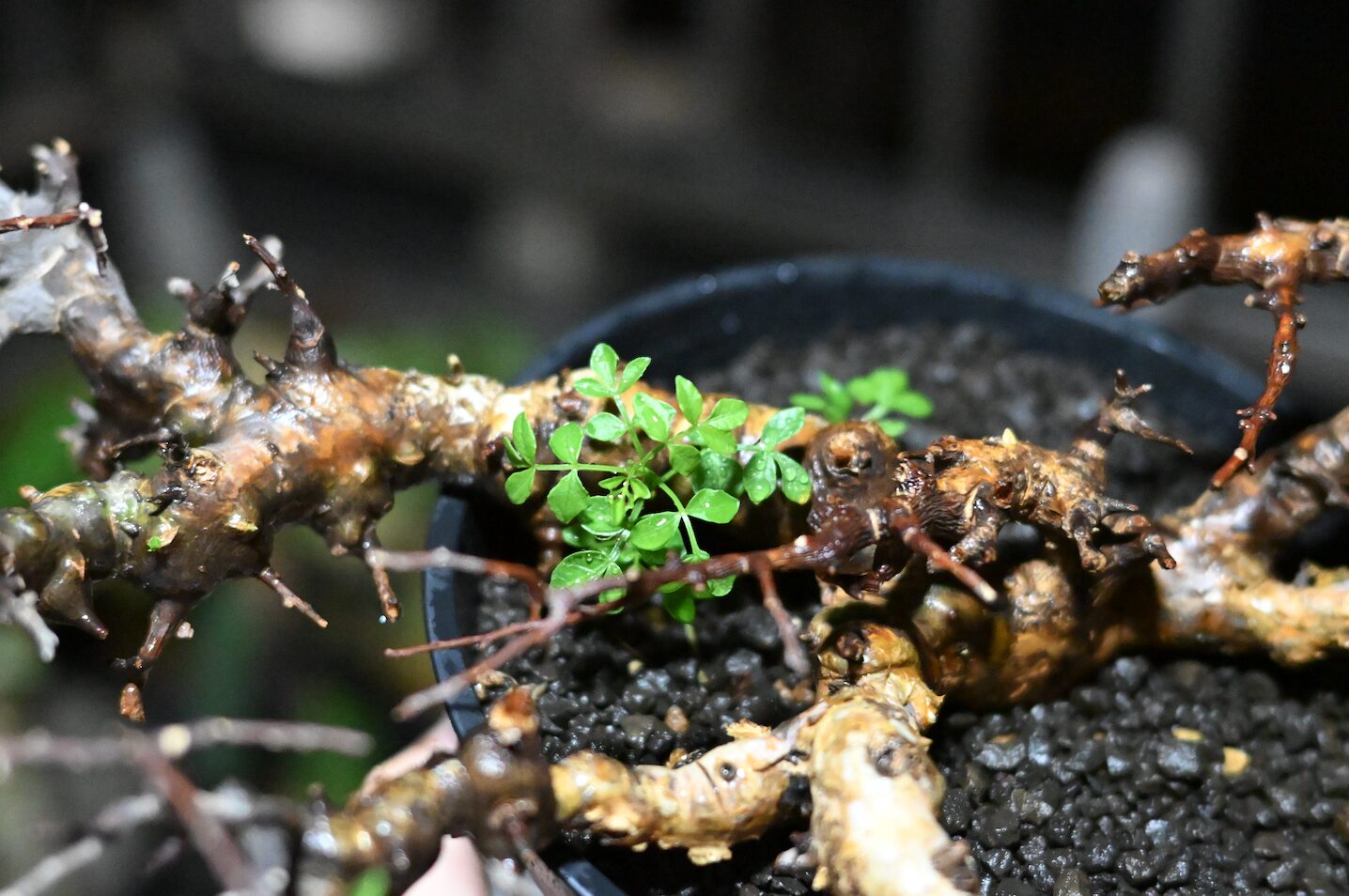 発根済】コミフォラ エイル 灌木 塊根 新着】Commiphora Eyl【最高の