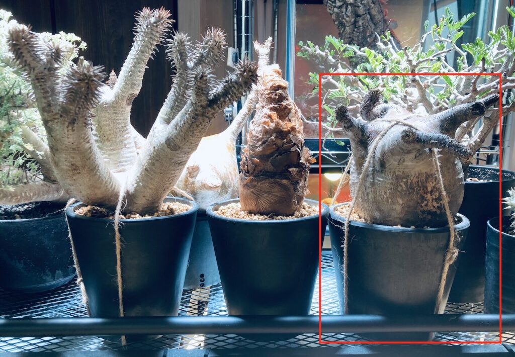 冬でも成功！】パキポディウム・グラキリスの発根管理方法｜実体験