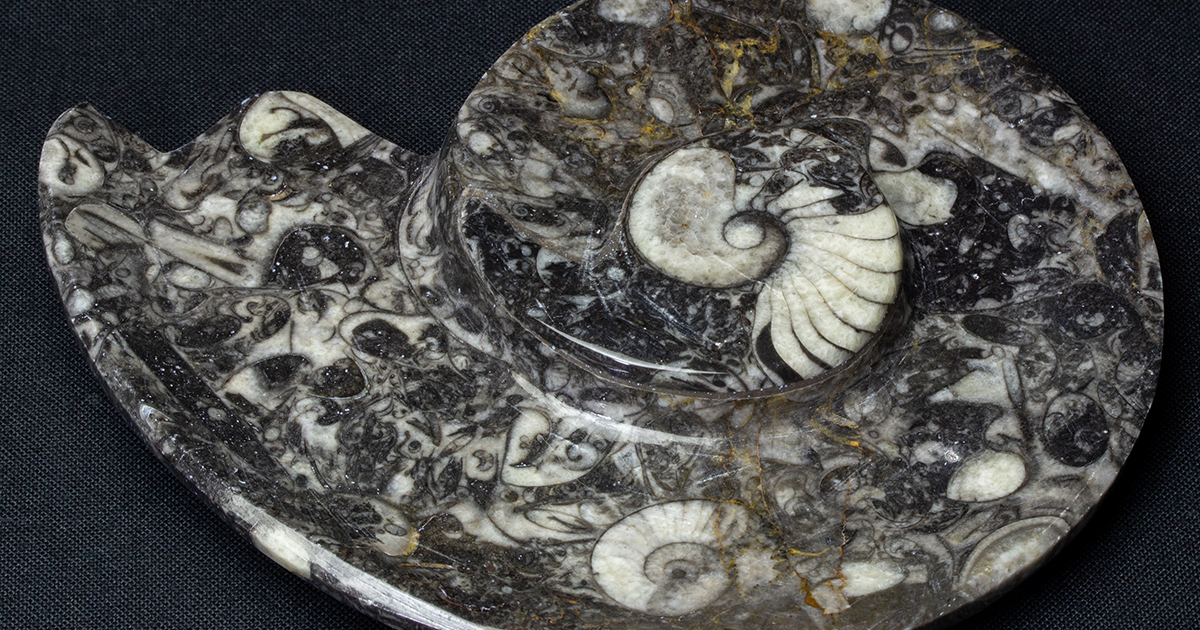 アンモナイト小皿037｜恐竜・化石グッズの専門店 ふぉっしる
