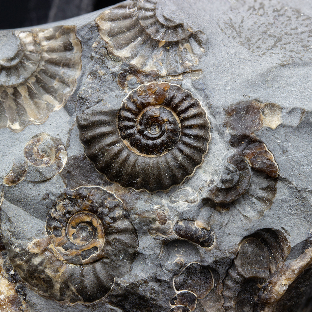 アンモナイト群集022｜恐竜・化石グッズの専門店 ふぉっしる