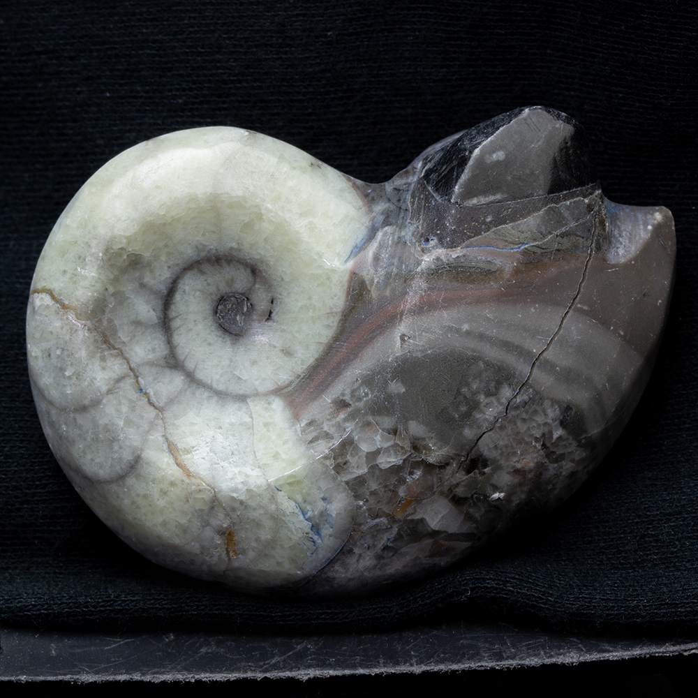 アンモナイト3個セット015｜恐竜・化石グッズの専門店 ふぉっしる