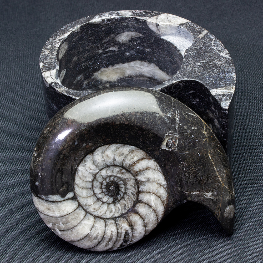 アンモナイト小箱008｜恐竜・化石グッズの専門店 ふぉっしる