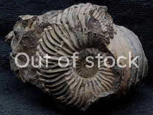 アンモナイト・オウムガイ｜恐竜・化石グッズの専門店 ふぉっしる