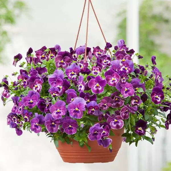 Spreading Pansy Cool Wave® Raspberry