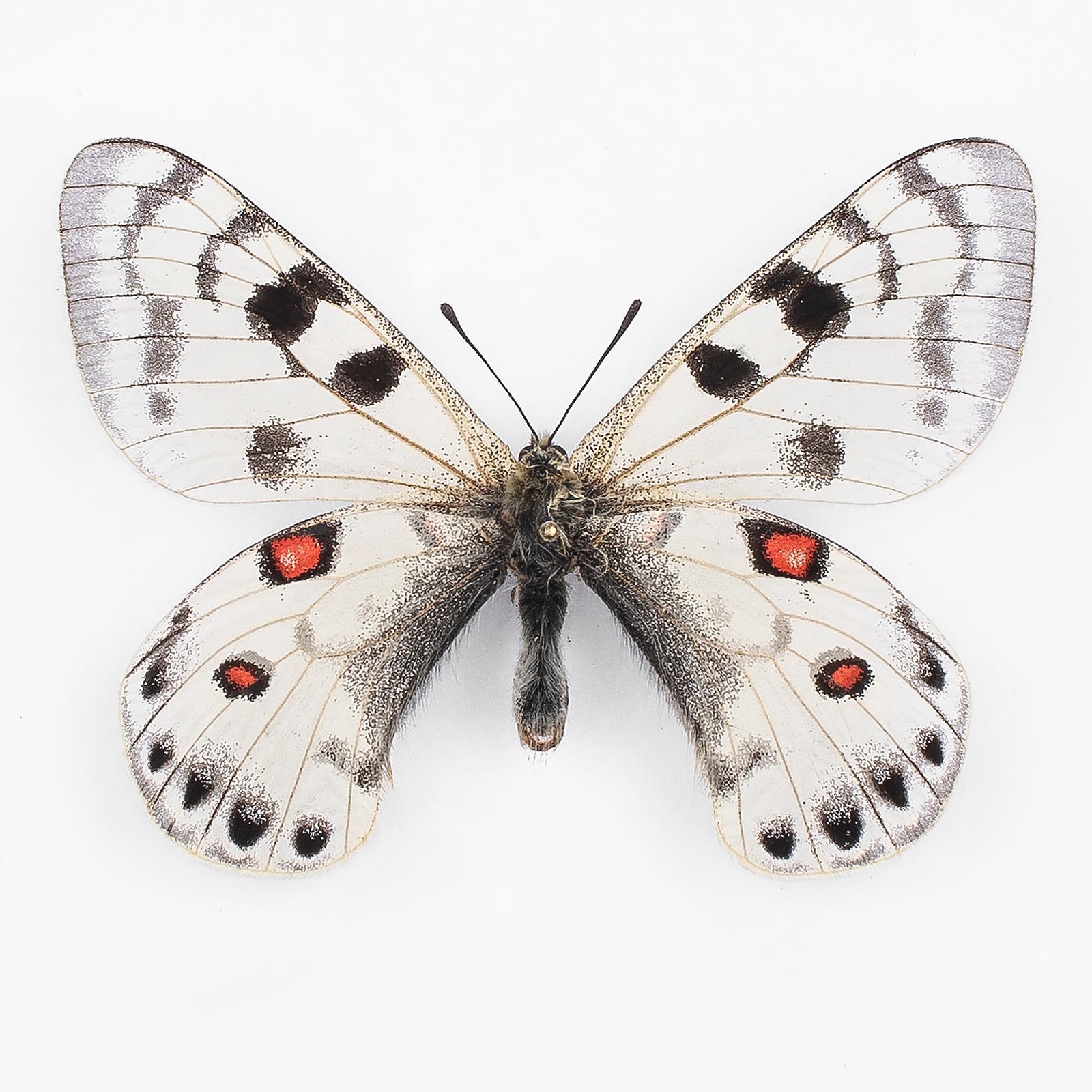 パルナシウス・アーカイブ - papilioblanc