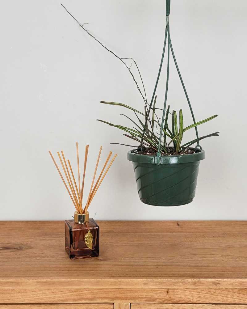 Hoya Linearis | PlantVine