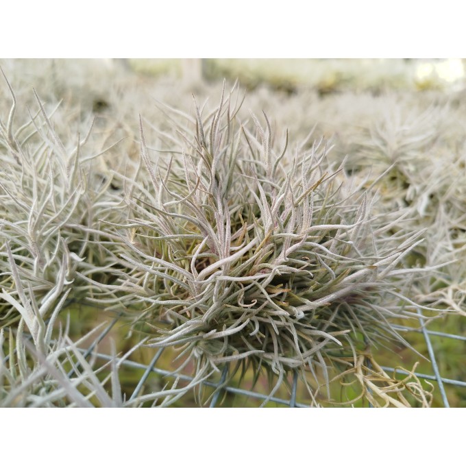 Tillandsia capillaris Price | To buy online