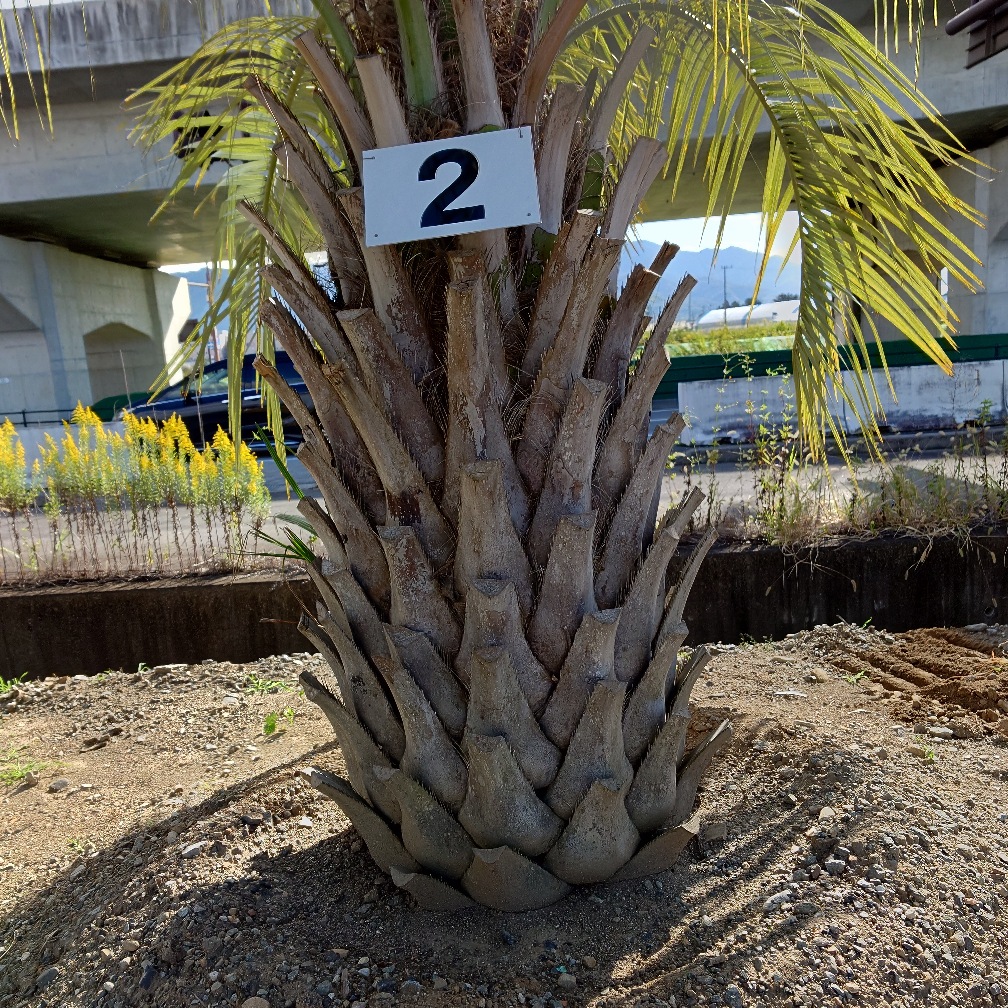 ココスヤシ2 ※シルバーリーフ｜Play Garden（株式会社プレイガーデン）