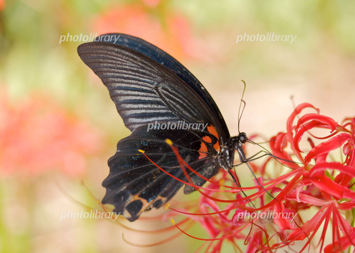 漆黒の揚羽蝶 黒月姫 サイン入り 漆黒の揚羽蝶 黒月姫 サイン入り