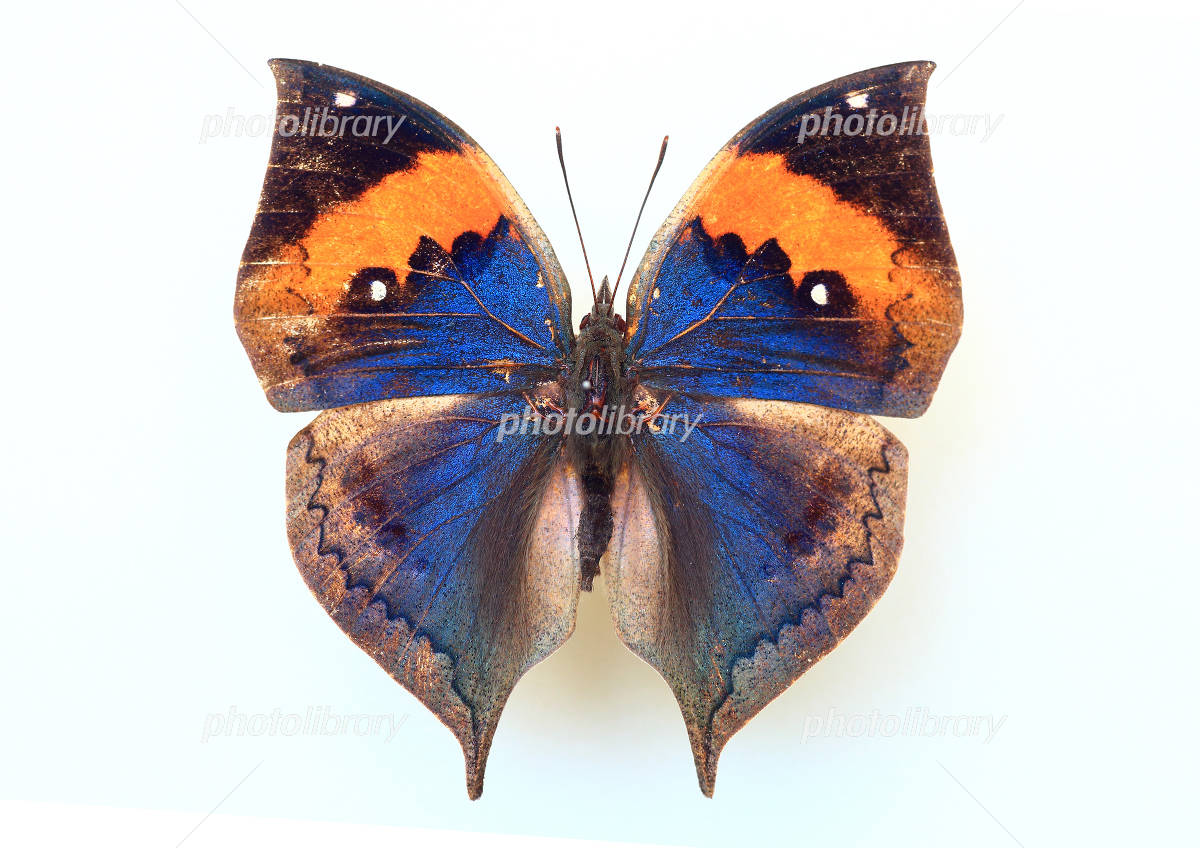 コノハチョウ 写真素材 [4699259] - フォトライブラリー