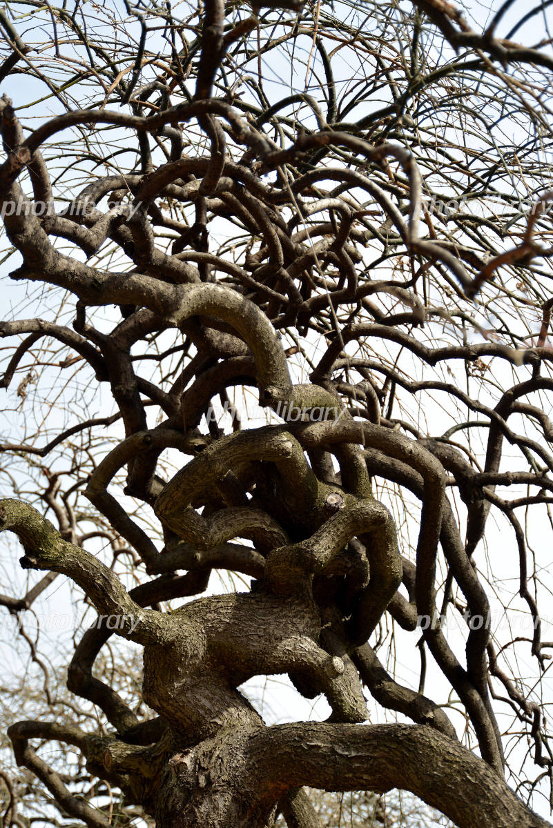 不思議な木 写真素材 [4849062] - フォトライブラリー