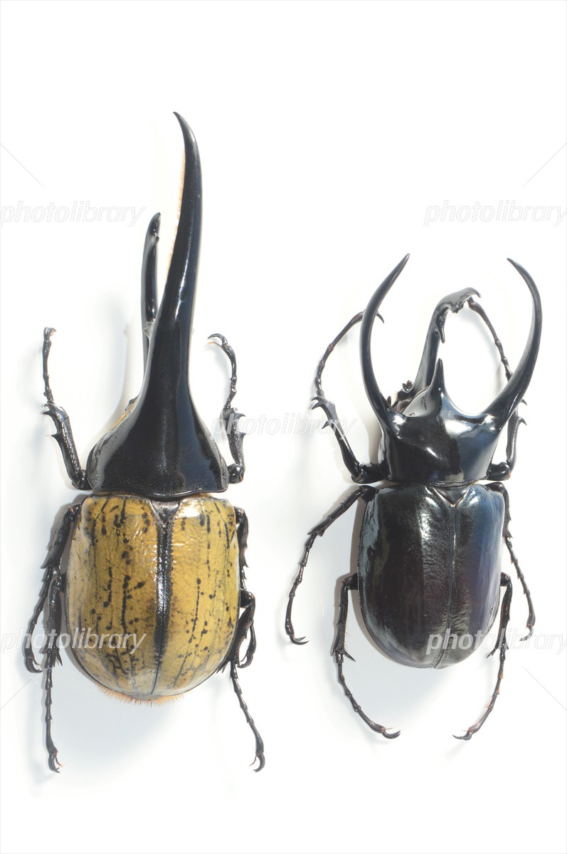 ヘラクレスオオカブトとコーカサスオオカブト 白背景 写真素材