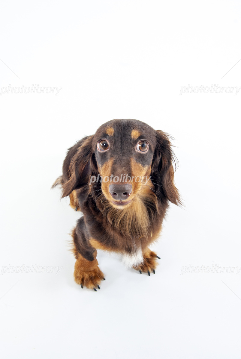 正面のミニチュアダックスフント 写真素材 [7204858] - フォトライブラリー