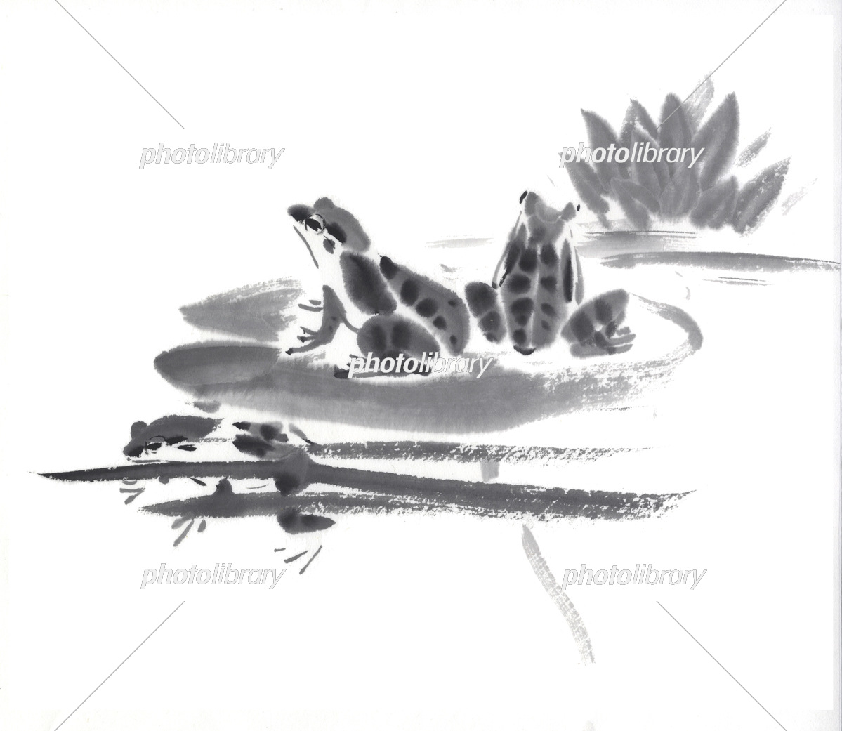 睡蓮の葉の上にいる二匹の蛙 水墨調 イラスト素材 [7400053] - フォト