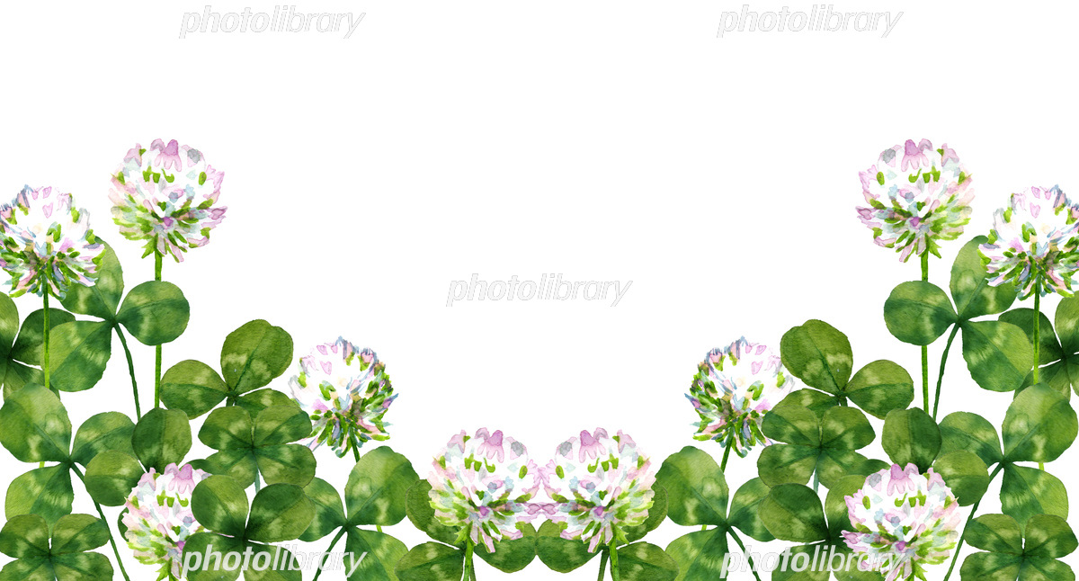 シロツメクサの水彩イラスト イラスト素材 [6615602] - フォトライブラリー