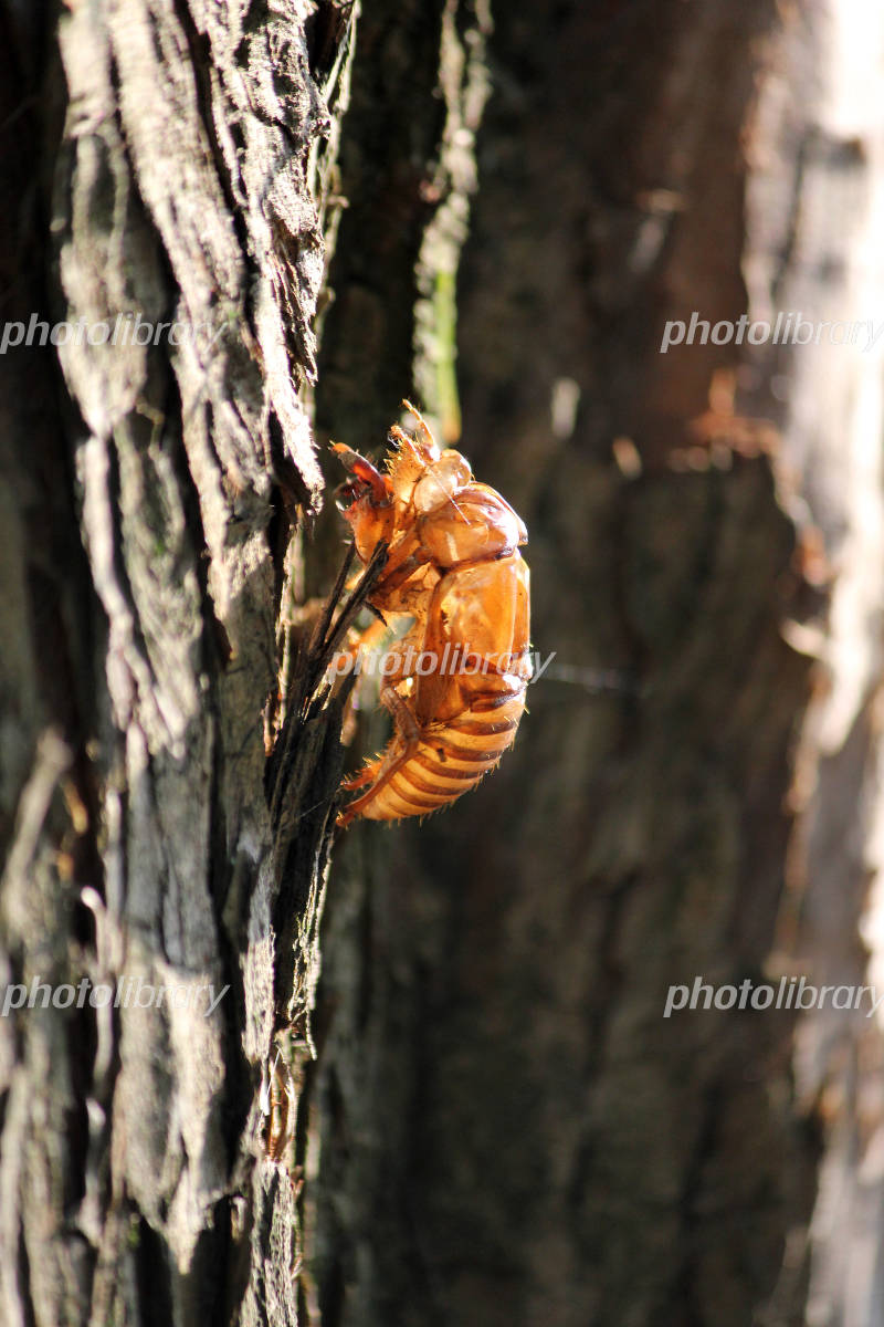 木の幹にとまる蝉の抜け殻 写真素材 [1001139] - フォトライブラリー