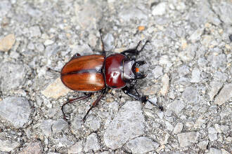 チャイロマルバネクワガタ 写真素材 [2855521] - フォトライブラリー