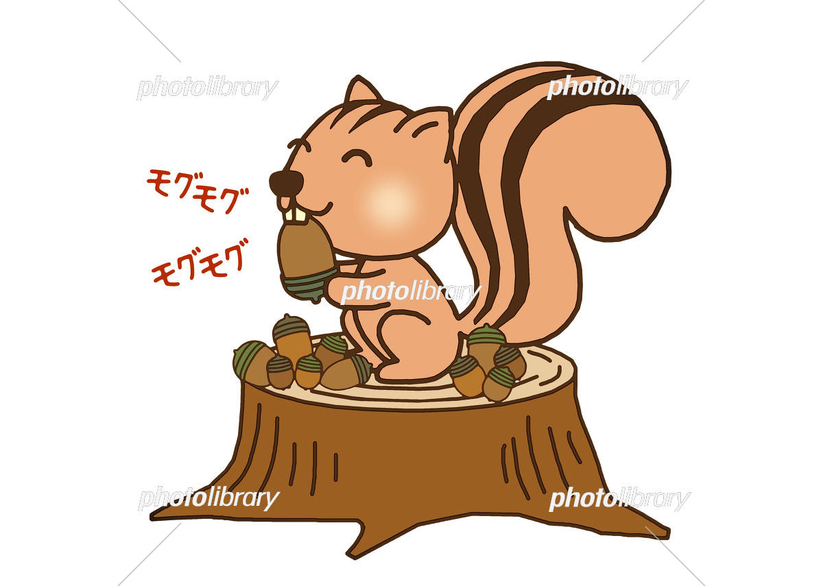 ドングリを食べるリス イラスト素材 [5185171] - フォトライブラリー