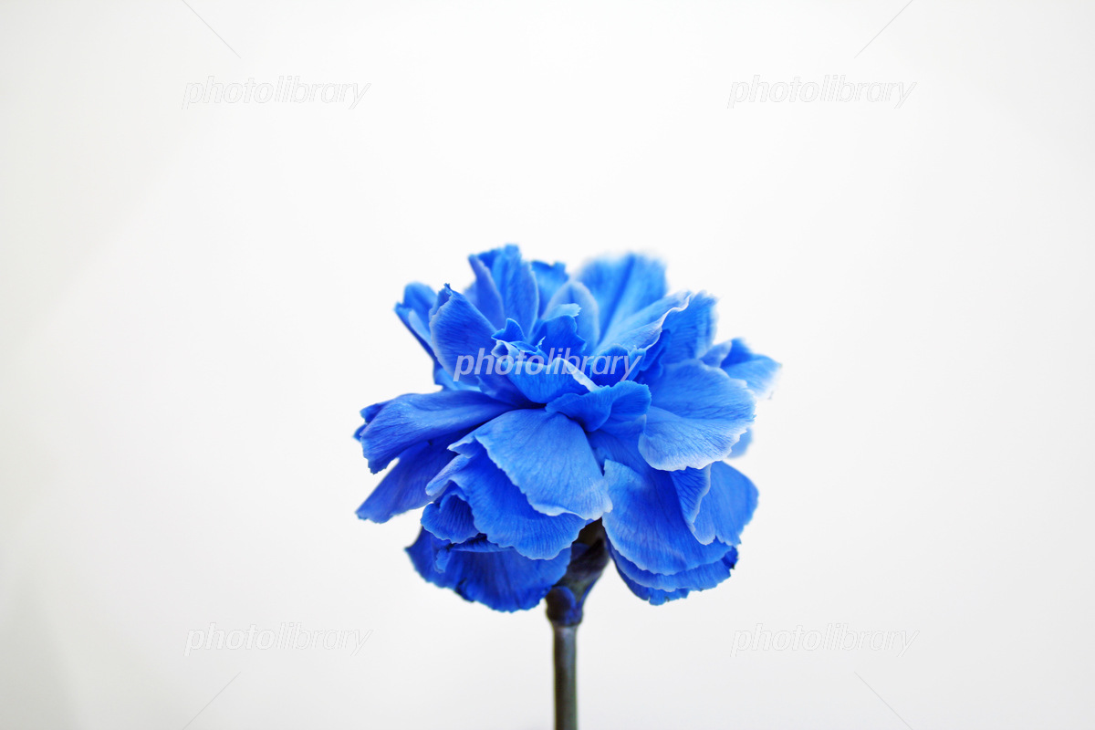 青いカーネーション 写真素材 [6983530] - フォトライブラリー
