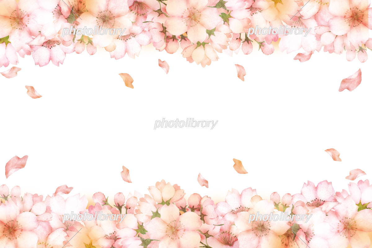 水彩の桜の花のフレーム 上下 イラスト素材 [6983293] - フォトライブ