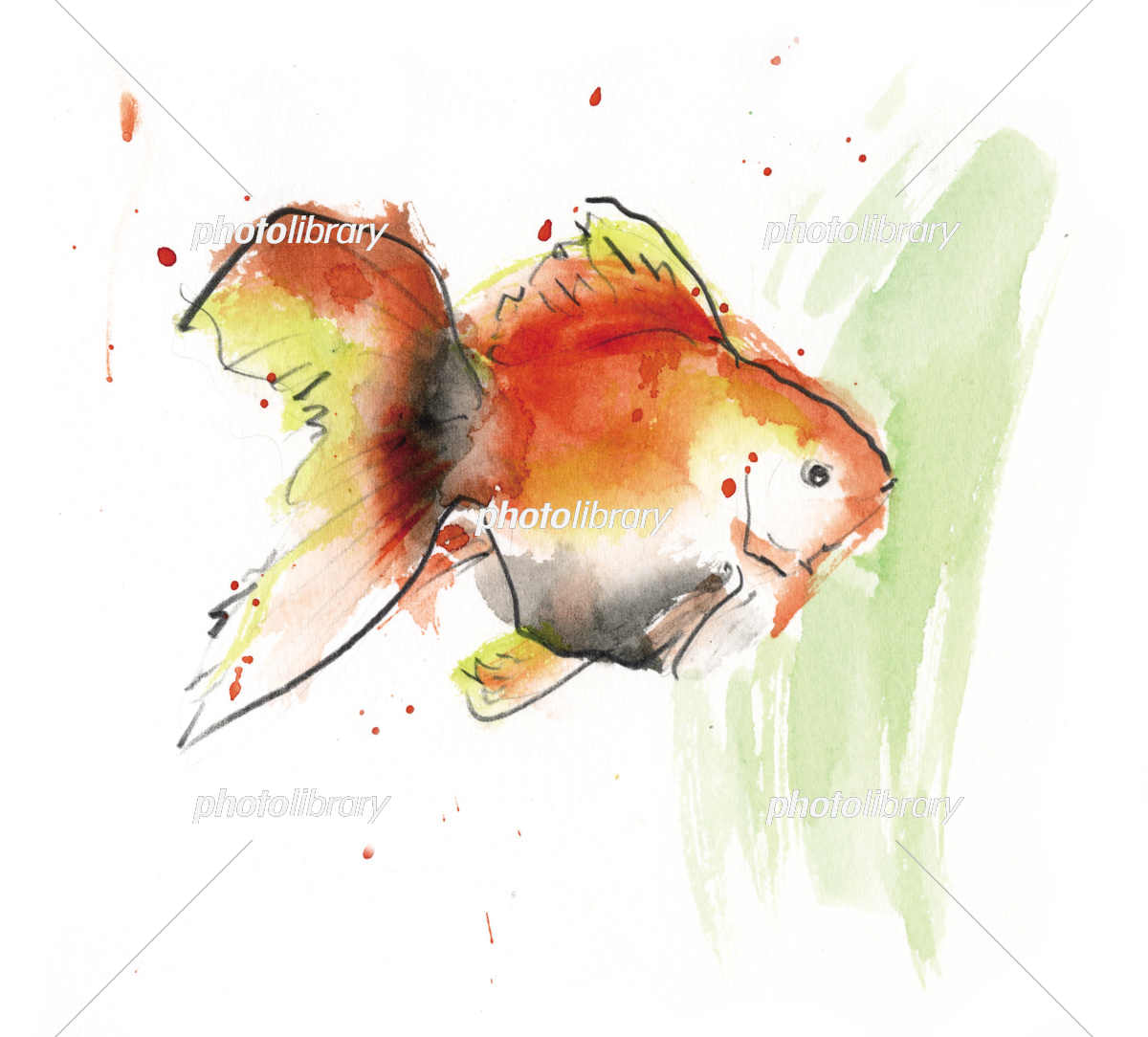 水彩画 金魚 イラスト イラスト素材 [2274611] - フォトライブラリー