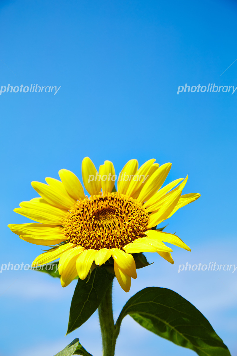 ひまわり アップ 写真素材 [5203474] - フォトライブラリー