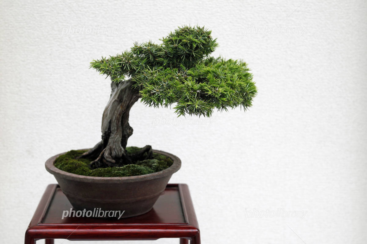 杜松 盆栽 写真素材 [3120113] - フォトライブラリー