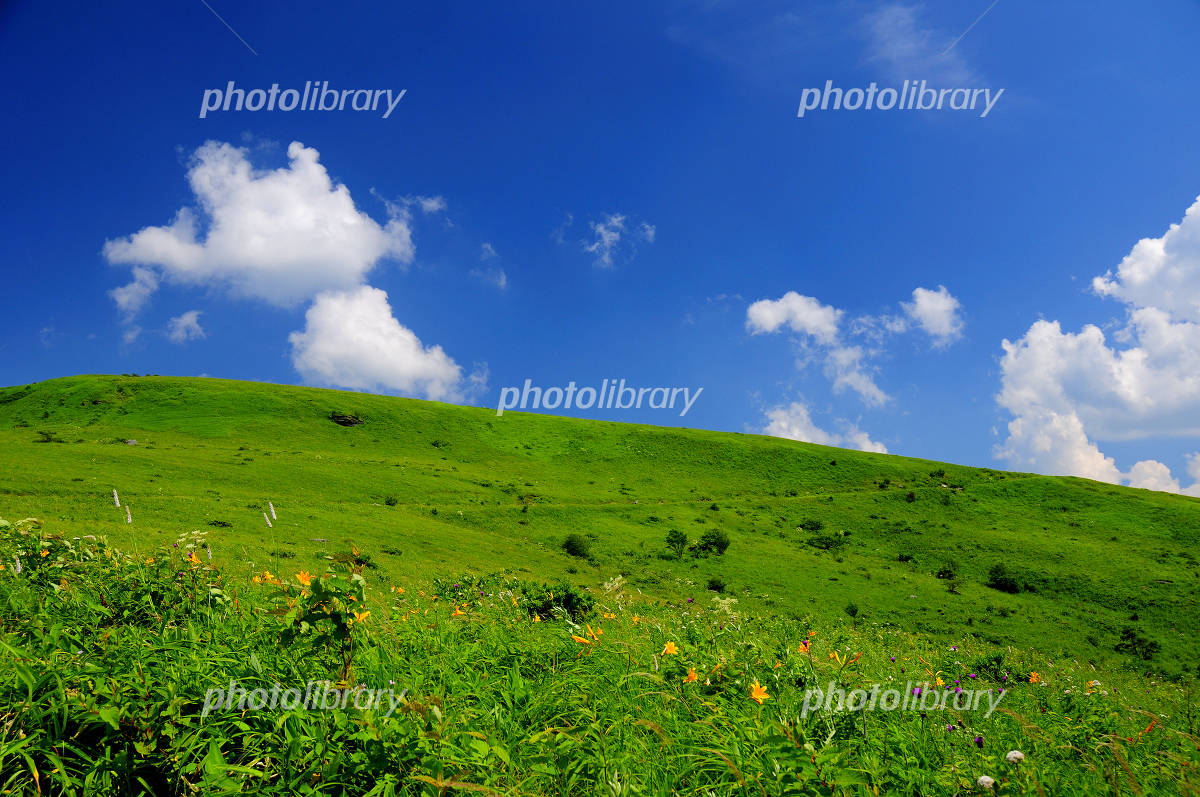 夏の草原 写真素材 [929768] - フォトライブラリー