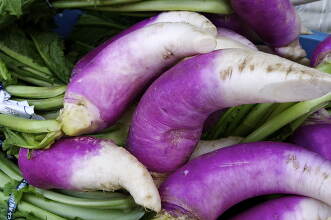 島根の津田かぶ 写真素材 [1810523] - フォトライブラリー