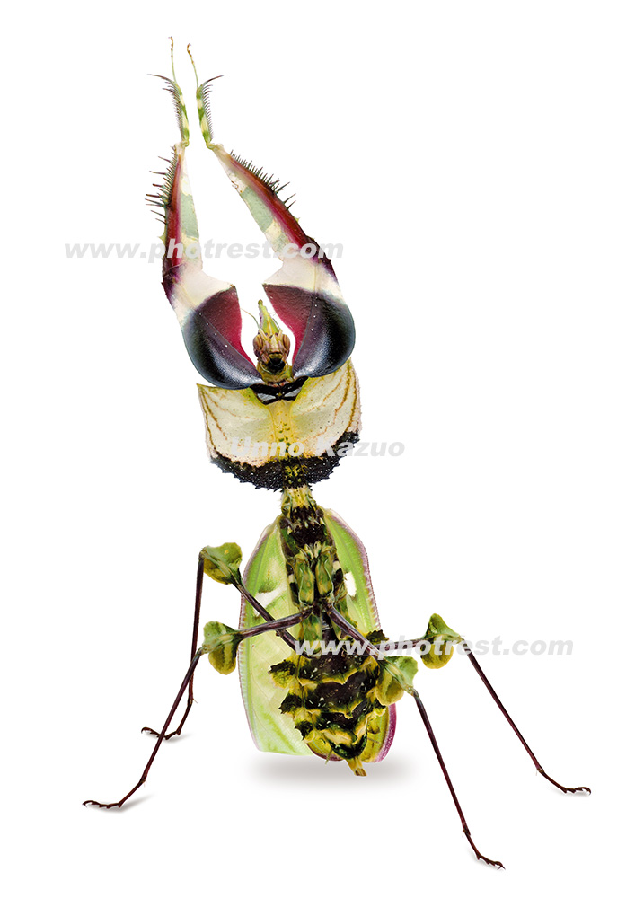 ニセハナマオウカマキリの雌の写真素材 | 写真の森 フォレスト