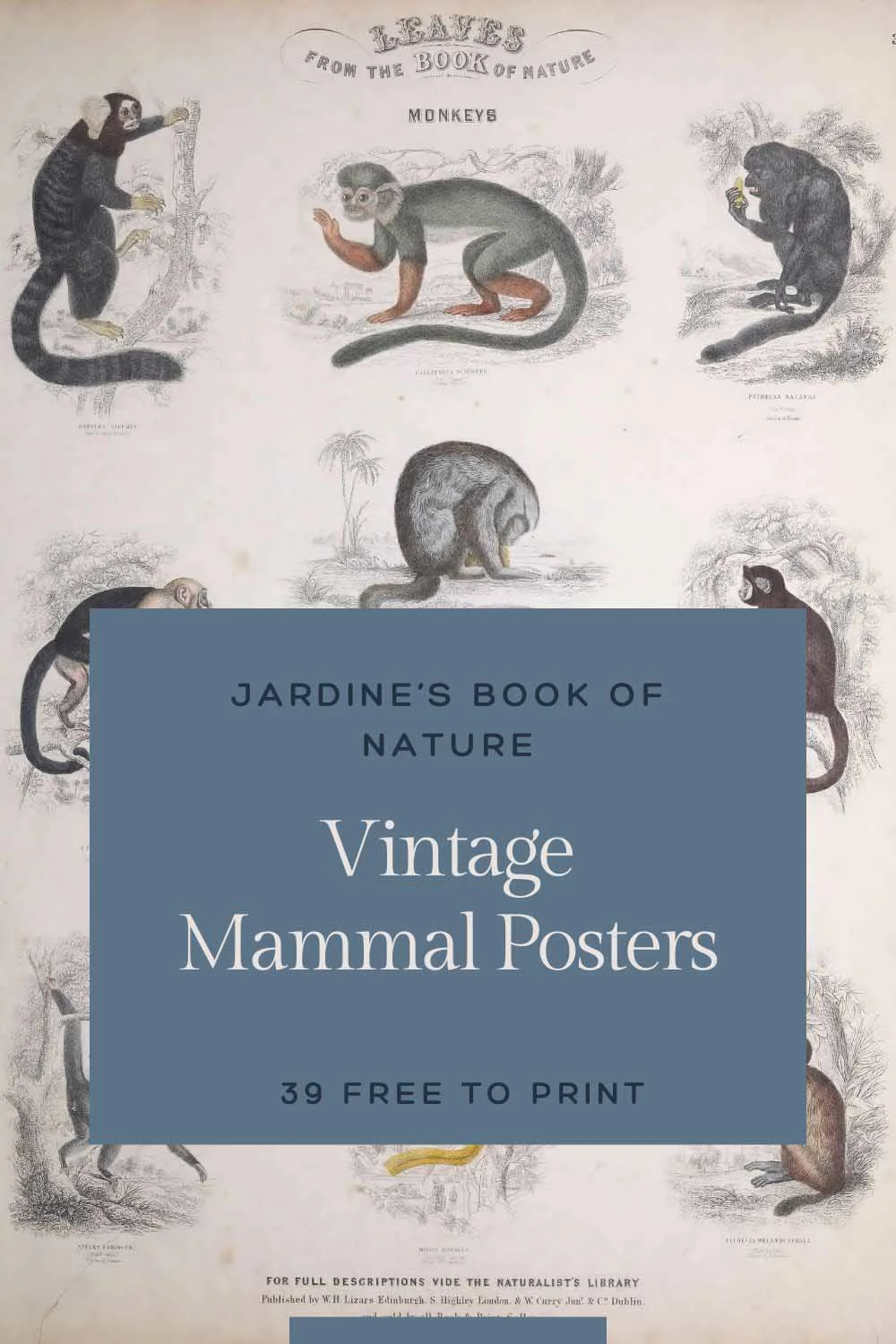 Free Vintage Animal Prints from Jardine's Naturalist's Library