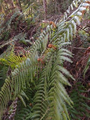 ウラジロ 450枚 裏白 ウラジロしだ ウラジロ（裏白） (Diplopterygium