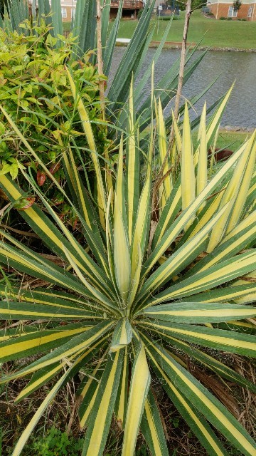 ユッカ・フラッシダの判定方法 (Yucca flaccida)