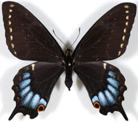 アゲハチョウ族のページ：リスト1