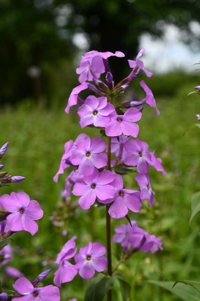 Phlox maculata Wild Sweet William | Prairie Moon Nursery