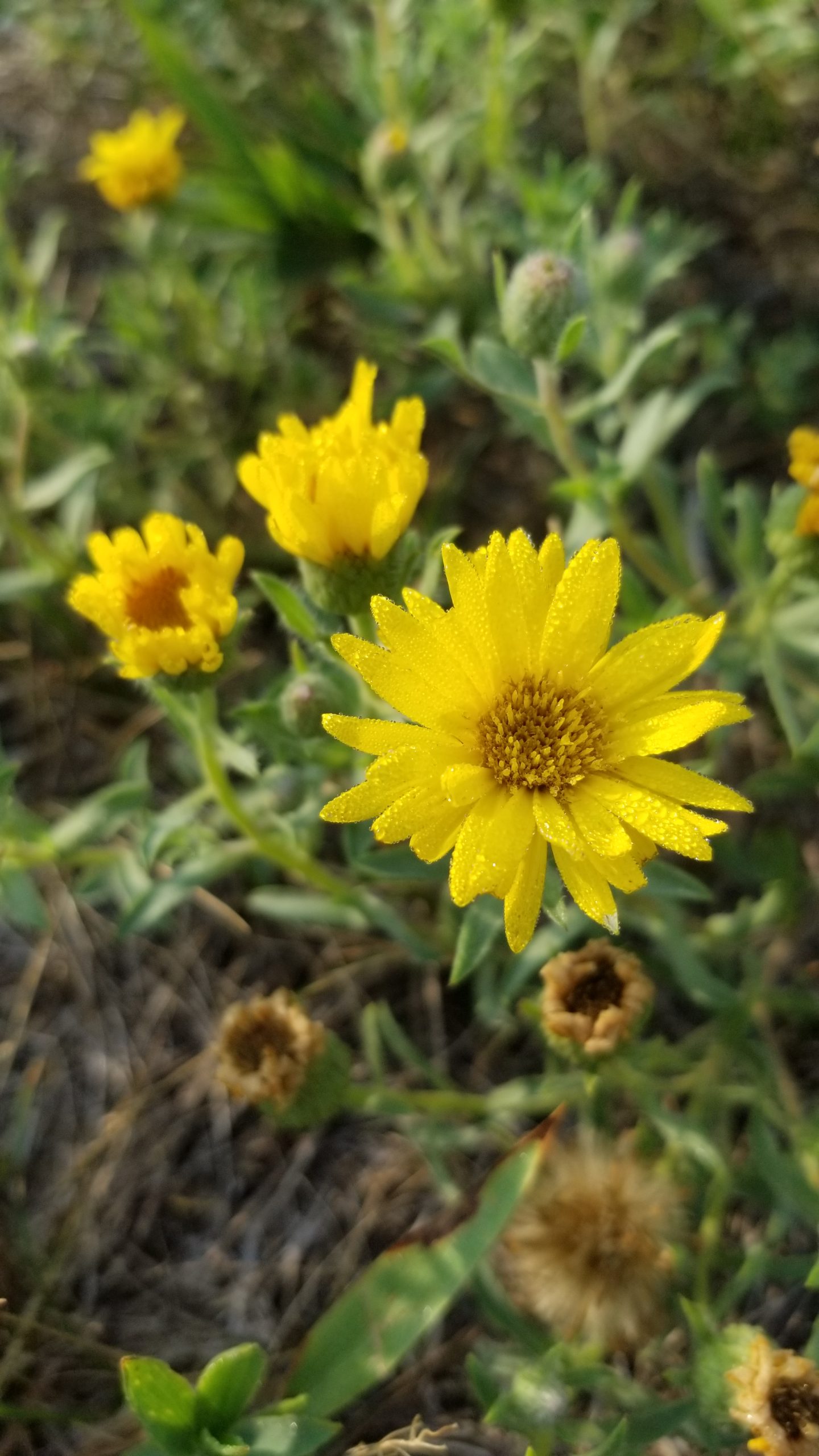 Heterotheca villosa - Prairie Restorations, Inc.