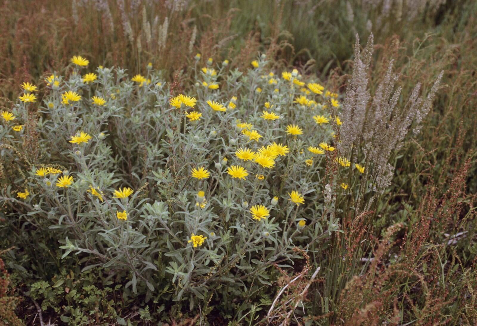 Heterotheca villosa - Prairie Restorations, Inc.