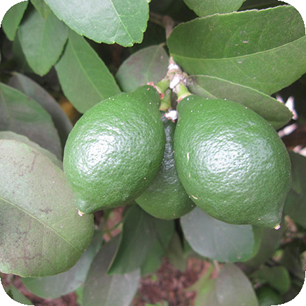 ライム – プラナロム エッセンシャルオイル・精油｜健草医学舎